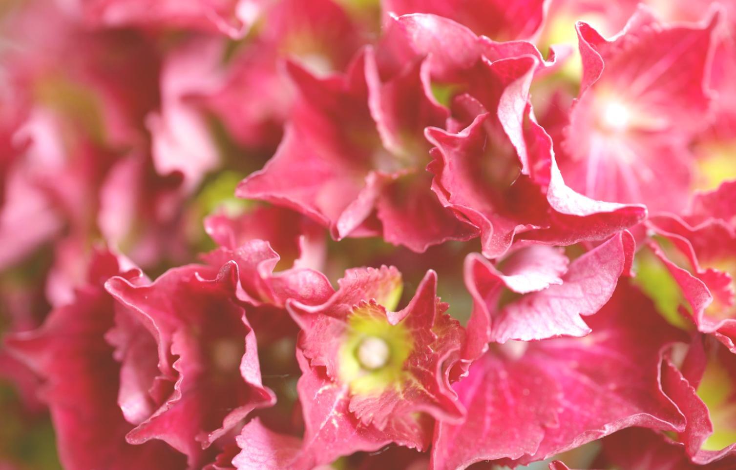 Professional floral consultation process